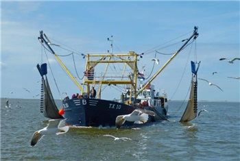 Garnalenvissen op Texel