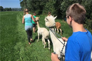 Wandelen met alpaca's