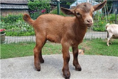 6X de leukste dierenuitjes in de Gelderse Vallei