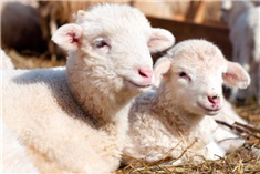 Lammetjes kijken in regio Amersfoort & Gelderse Vallei