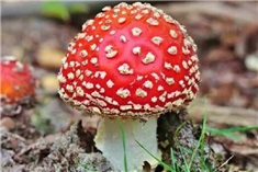 Herfst Bingo!