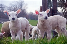 Hoera, er zijn weer lammetjes!