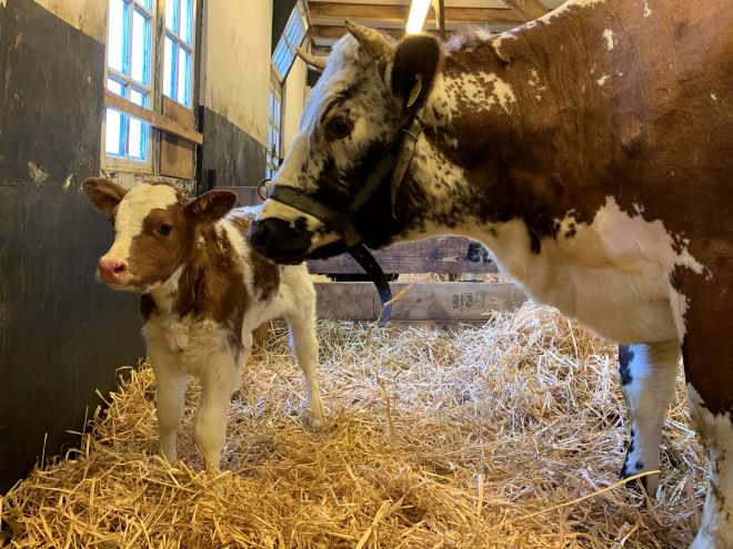 Zoetermeer boerderij