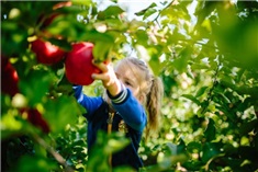Appels plukken met kids in Flevoland!