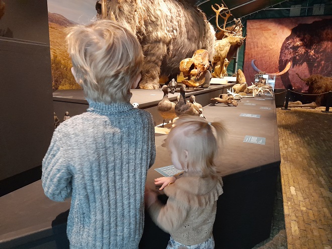 Doggerland opgezette dieren