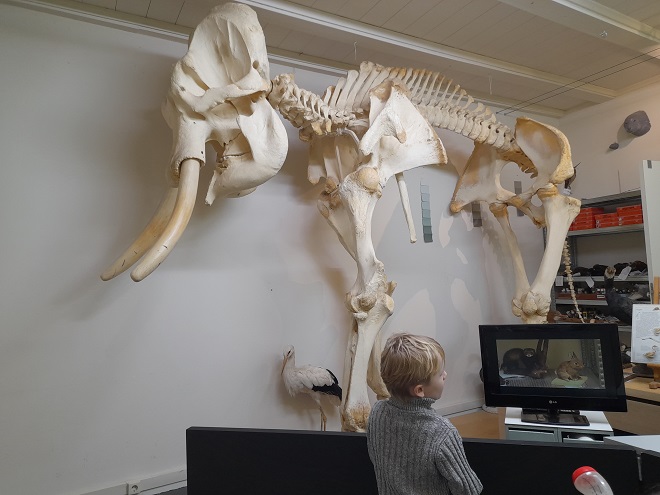 Doggerland Natuurmuseum Friesland skelet