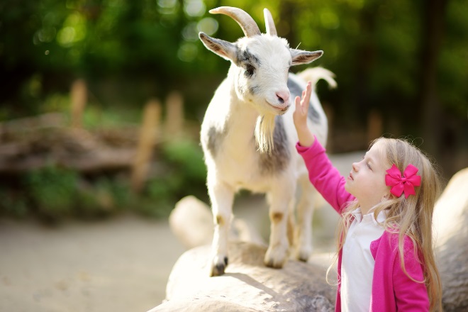 kinderboerderij stadspark Groningen