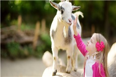 12x de leukste kinderboerderijen met speeltuin in Groningen