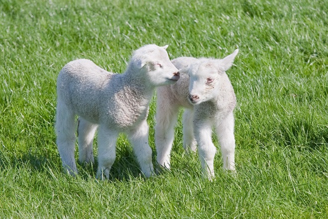 kinderboerderij Groningen