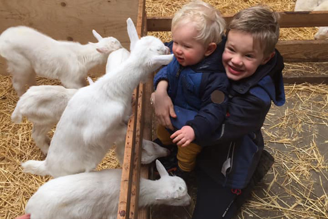 Lammetjes geboren Geertje Zoeterwoude