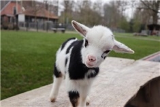 Hoera, er zijn weer lammetjes geboren!