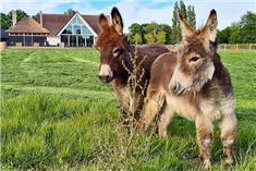 Natuurboerderij en ijssalon Tante Tokkie