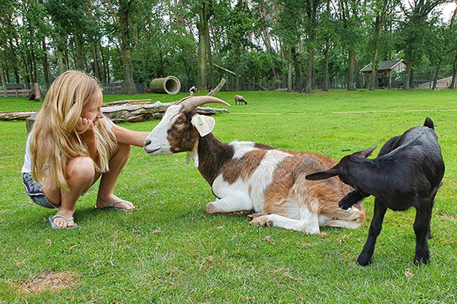 Kinderboerderij Dondertman