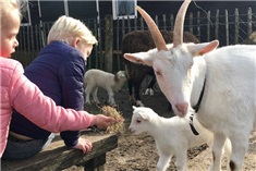 De leukste kinderboerderijen in Twente op een rijtje!
