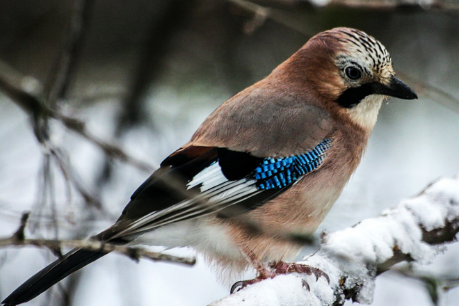 Zo maak je zelf vogelvoer met kinderen