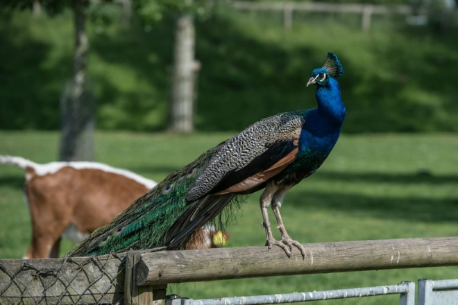 boerderij de weezenlanden