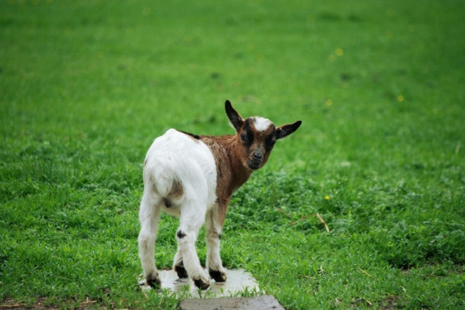 geit boerderij weezenlanden