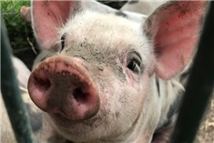 De leukste kinderboerderijen op een rij in en rondom Zwolle.