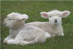 Lammetjes all over! Laat de lente maar beginnen!