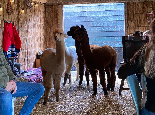 alpaca egmond