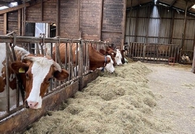 Boerderijwinkel koeien