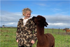 Feed & Greet met alpaca's 