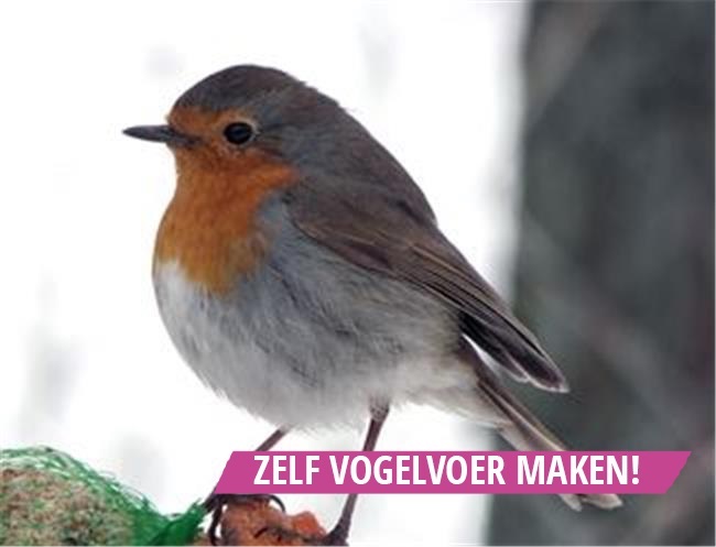Wonderlijk blog - Zelf vogelvoer maken is superleuk! | Kidsproof noord-holland IZ-17