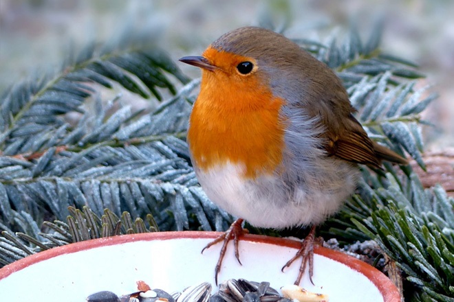 zelf vogelvoer maken