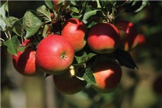 Appels plukken met kids in Zuid-Limburg!
