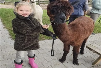Kinderfeestje met alpaca's