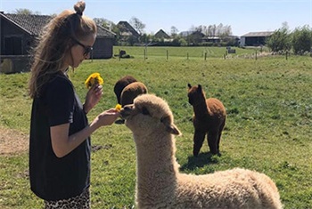 Aanpassen vlot bellen Feed & Greet met alpaca's | Kidsproof Kop van Noord-Holland