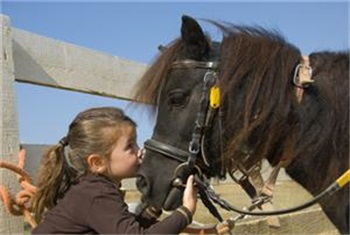 Training met paarden