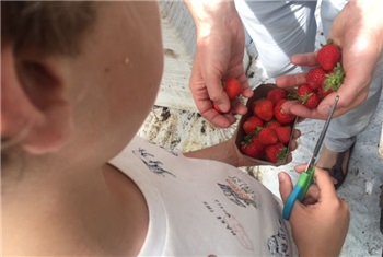 Aardbeien plukken
