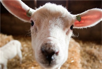 Notitie Trouwens Afdrukken Knuffelen met lammetjes - Schapenboerderij Texel | Kidsproof Kop van  Noord-Holland
