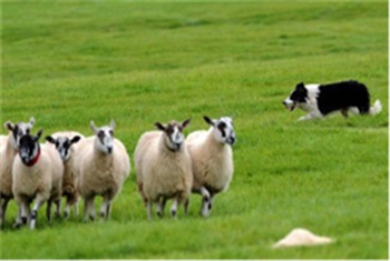 Feest bij Sheepdog Events!