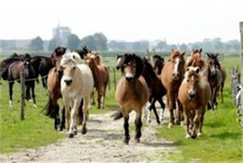 Paardrijden bij Groenendaal