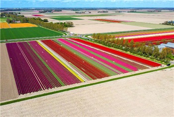 Tulpenfestival Flevoland