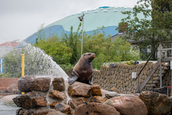 dolfinarium-harderwijk