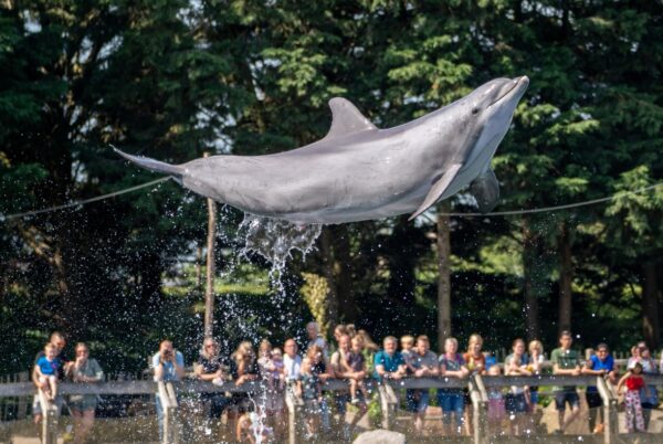 dolfinarium-harderwijk-uitje-kinderen-dolfijn