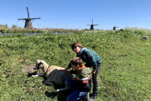 Kinderdijk buiten bij schaapjes Dolly en Molly