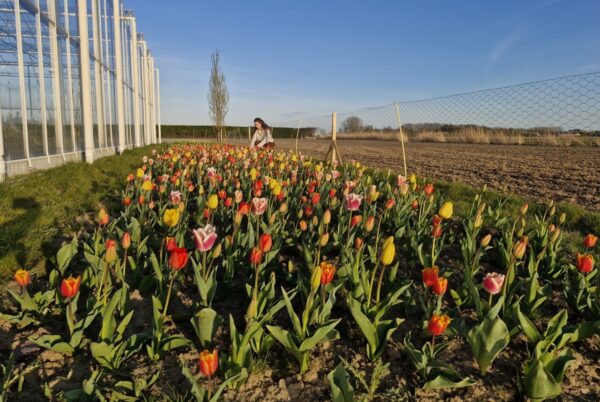 Pluktuin de Bloom