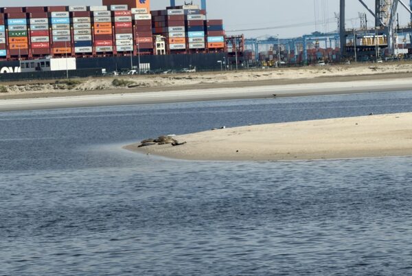Zeehonden spotten tijdens de rondvaart door de haven bij Portlantis